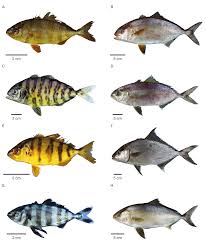 Image result for Seriola rivoliana