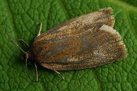 Attēlu rezultāti vaicājumam “Aphelia viburniana”