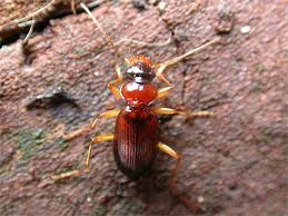 Attēlu rezultāti vaicājumam “Leistus ferrugineus”