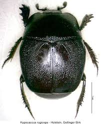 Attēlu rezultāti vaicājumam “Hypocaccus rugiceps”