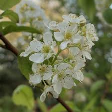 Attēlu rezultāti vaicājumam “Padus avium flower”