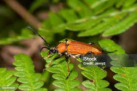 Attēlu rezultāti vaicājumam “Anastrangalia sanguinolenta female”