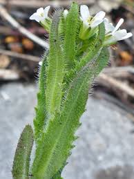 Attēlu rezultāti vaicājumam “Arabis hirsuta flower”