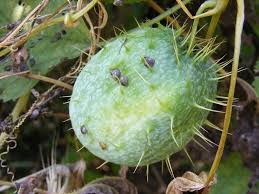 Attēlu rezultāti vaicājumam “Echinocystis lobata fruit”