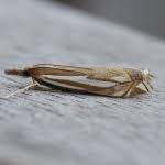 Attēlu rezultāti vaicājumam “Crambus pratella”