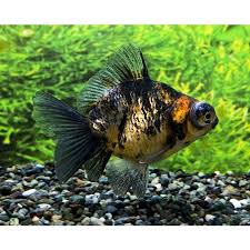 Image result for 出目金