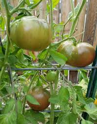 Afbeeldingsresultaat voor black brandywine tomato