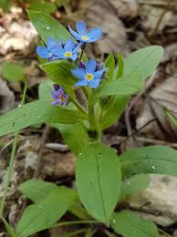 Image result for Myosotis sylvatica