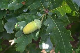 Attēlu rezultāti vaicājumam “Quercus robur male flower”