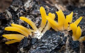 Attēlu rezultāti vaicājumam “Calocera cornea”