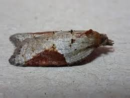 Attēlu rezultāti vaicājumam “Acleris laterana”