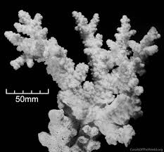 Attēlu rezultāti vaicājumam “Hemitrichia chrysospora”
