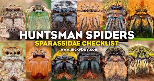 Attēlu rezultāti vaicājumam “Sparassidae”