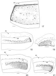 Attēlu rezultāti vaicājumam “Megatoma undata”