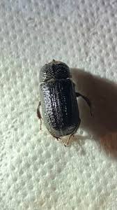 Attēlu rezultāti vaicājumam “Sinodendron cylindricum”