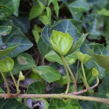 Attēlu rezultāti vaicājumam “Hedera helix  leaf”