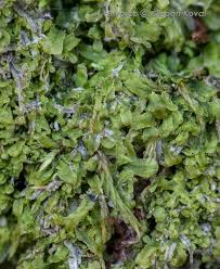 Attēlu rezultāti vaicājumam “Metzgeria furcata”