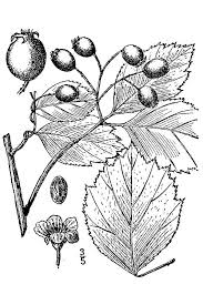 Attēlu rezultāti vaicājumam “Crataegus douglasii”