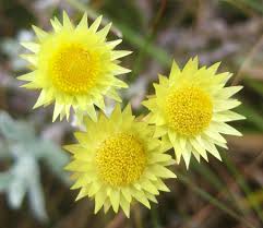 Image result for Strohblume