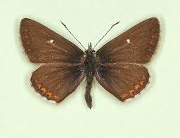 Attēlu rezultāti vaicājumam “Aricia artaxerxes”