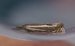 Attēlu rezultāti vaicājumam “Crambus lathoniellus”