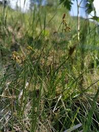 Attēlu rezultāti vaicājumam “Carex globularis flower”