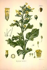 Attēlu rezultāti vaicājumam “Nicotiana tabacum leaf”