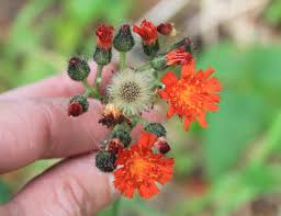 Image result for Hieracium aurantiacum