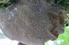 Attēlu rezultāti vaicājumam “Daedaleopsis confragosa”