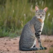 Attēlu rezultāti vaicājumam “Felis silvestris catus adult”