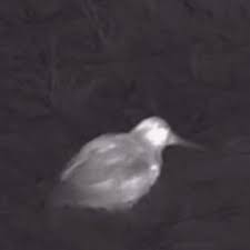 Image result for England Staffordshire Birding Club