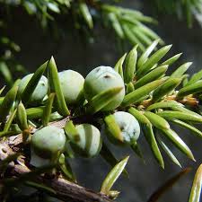 Attēlu rezultāti vaicājumam “Juniperus communis leaf”