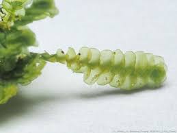 Attēlu rezultāti vaicājumam “Anastrophyllum minutum”