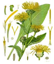 Attēlu rezultāti vaicājumam “Inula salicina flower”