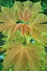 Attēlu rezultāti vaicājumam “Acer pseudoplatanus leaf”
