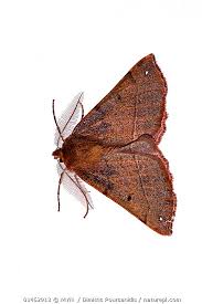 Attēlu rezultāti vaicājumam “Colotois pennaria”