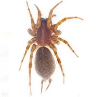 Attēlu rezultāti vaicājumam “Agelenidae”