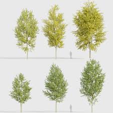 Attēlu rezultāti vaicājumam “Populus x canadensis”