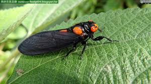 Attēlu rezultāti vaicājumam “Cystiphora sanguinea”
