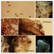 Attēlu rezultāti vaicājumam “Physarum compressum sessile”