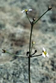 Attēlu rezultāti vaicājumam “Alisma gramineum”