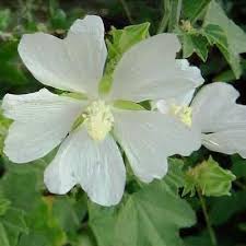 Image result for Lavatera thuringiaca