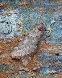 Attēlu rezultāti vaicājumam “Alsophila aescularia”