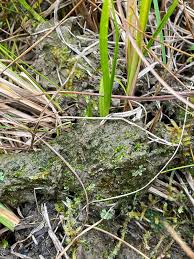 Attēlu rezultāti vaicājumam “Riccia bifurca”