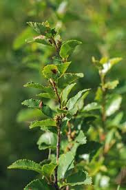 Attēlu rezultāti vaicājumam “Betula humilis”