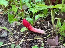 Attēlu rezultāti vaicājumam “Mutinus ravenelii”