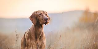 Image result for Pointers