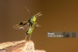 Attēlu rezultāti vaicājumam “Orthops campestris”