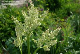 Attēlu rezultāti vaicājumam “Rheum rhabarbarum flower”