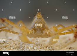 Image result for Hyas araneus